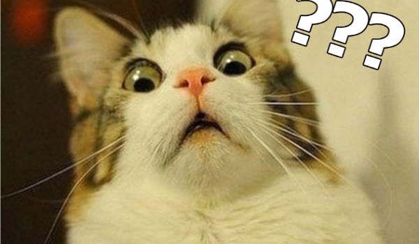 Jakim typem kota jesteś?