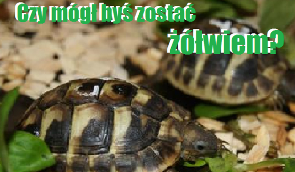 Czy mógł byś zostać ŻÓŁWIEM?