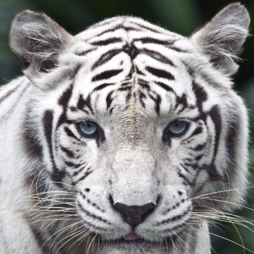 Sandy_Snow_Tiger