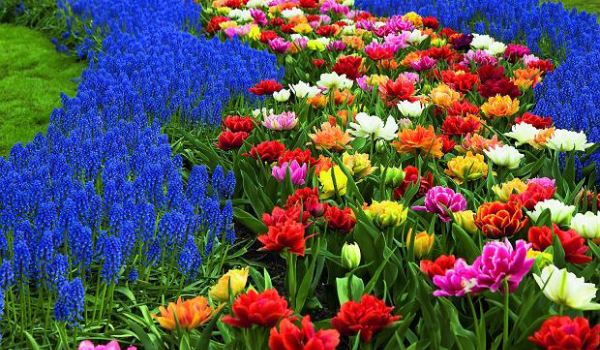 kwiaty jaki kolor i zapach kwiatka do ciebie pasuje