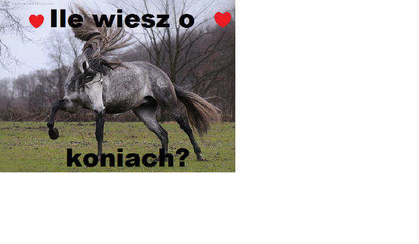 Ile wiesz o koniach?