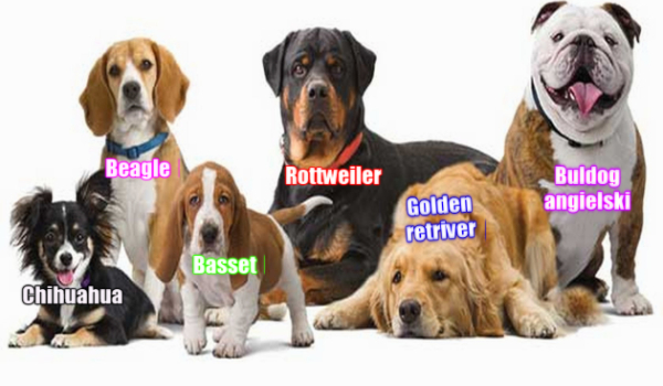 Rozpoznasz najpopularniejsze rasy psów ?