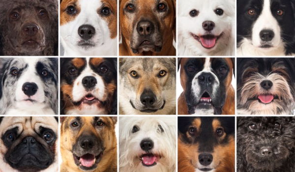 Czy znasz te rasy psów?