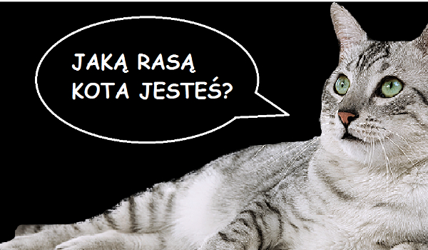 Jaką rasą kota jesteś?