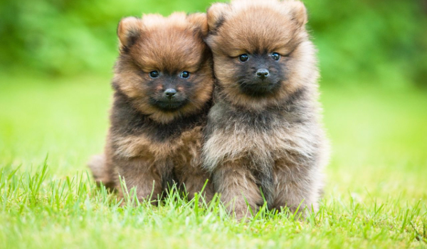 (Spóźnione! ;-;) Q&A!!!