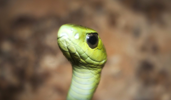 Czy rozpoznasz wszystkie gatunki węży?