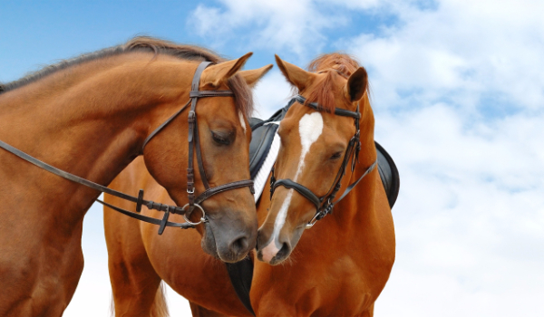znasz się na rasach koni ?