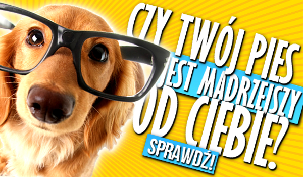 Czy Twój pies jest mądrzejszy od Ciebie?