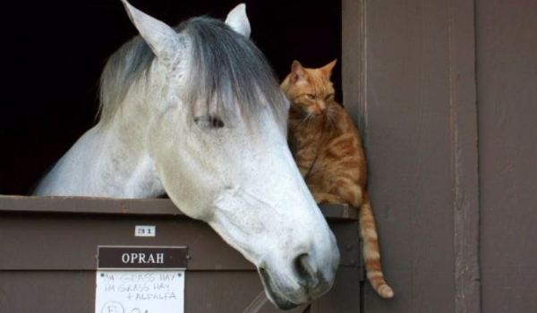 Jesteś bardziej podobny do konia, kota czy chomika?