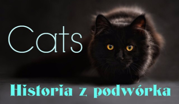 Cats-historia z podwórka #7