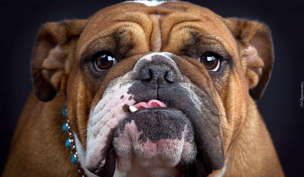 Dowcipy o zwierzętach [część 02]- buldog