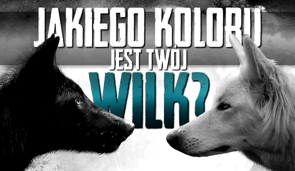 Jakiego koloru jest twój wilk