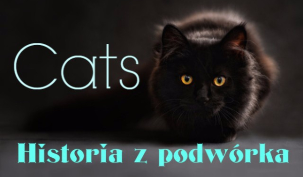 Cats-historia z podwórka #6