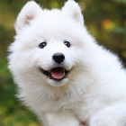 YOUKI.0