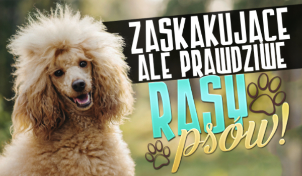 Zaskakujące, ale prawdziwe rasy psów!