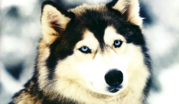 Obrażalska odcinek (1) Część (1)