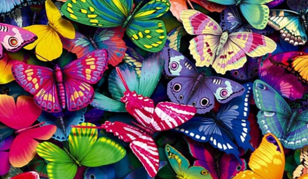 Czy znasz te gatunki motyli?