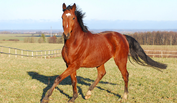 Przygody Wenusa część 2
