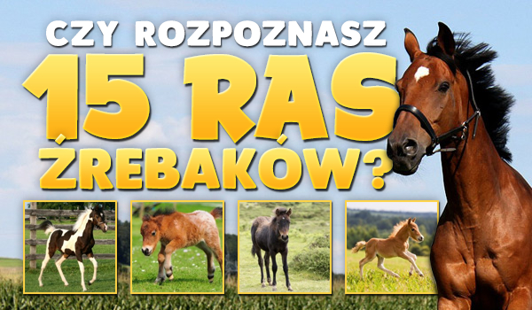 Czy rozpoznasz 15 ras źrebaków?