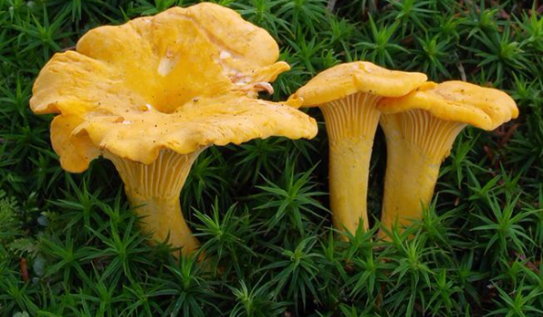 Jakim grzybem jesteś?