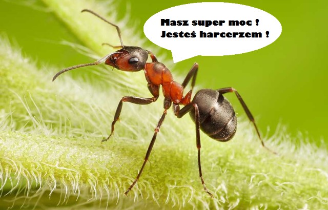 Jesteś harcerskim geniuszem 