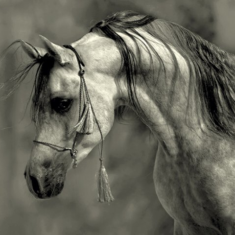 szalona_dziewczyna29