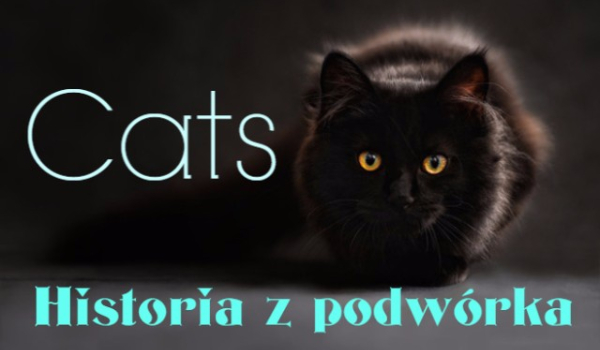 Cats-historia z podwórka #2
