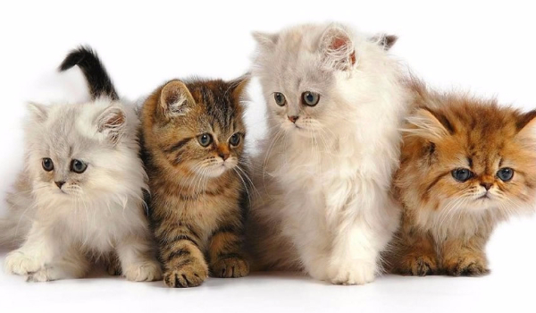 Czy rozpoznasz te rasy kotów ??