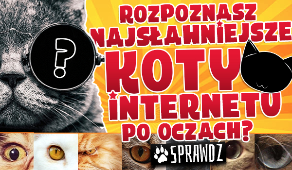 Czy rozpoznasz najsławniejsze koty Internetu po oczach?