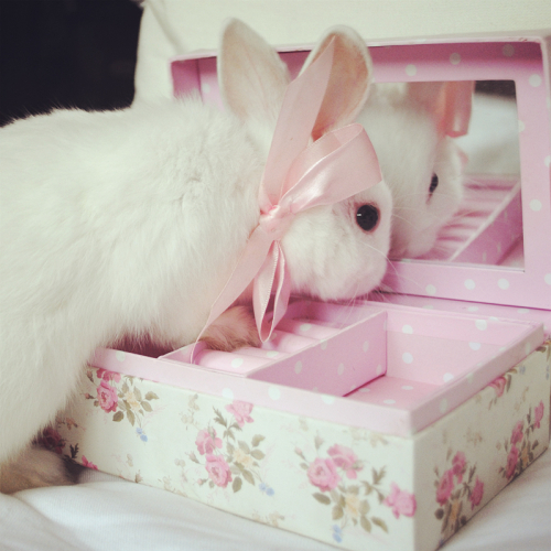 PrincessBunny