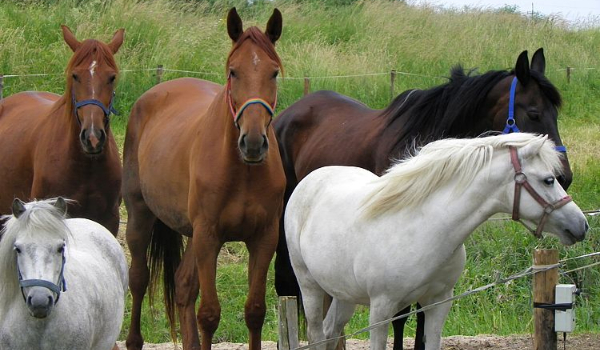 Czy umiesz odgadnąć podstawowe maści koni?