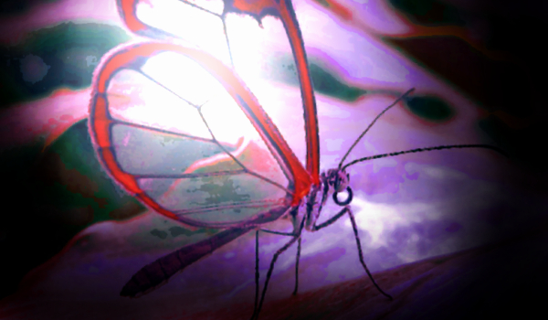 Charlotte – Dzień 6