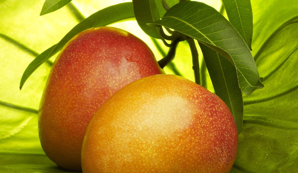 Czy jesteś prawdziwym Mango?