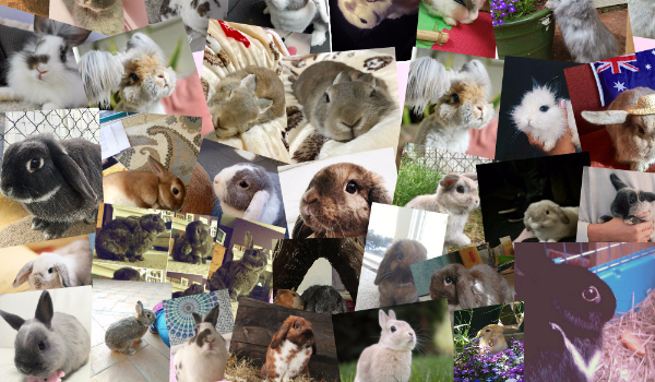 Wybierz obrazek i dowiedz się jak wyglądałbyś w świecie królików!