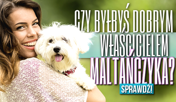 Czy byłbyś dobrym właścicielem maltańczyka?