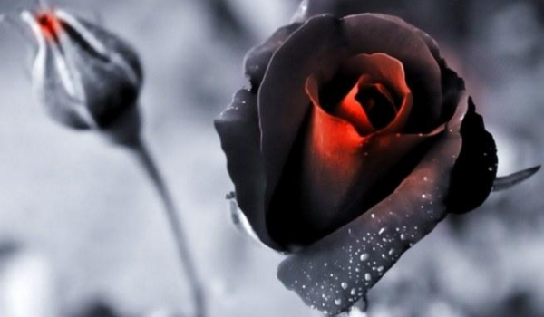 Czarna Róża (Creepypasta) #3