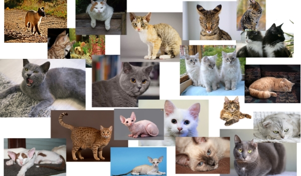 Czy rozpoznasz 20 kocich ras?