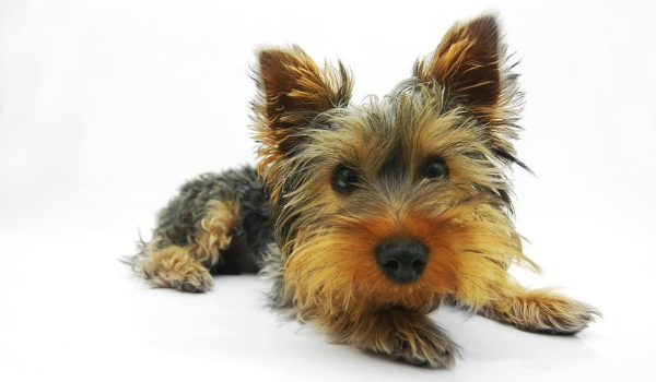 10 ciekawostek o psach #5