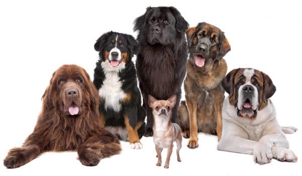 Jaka grupa psów pasuje do ciebie?