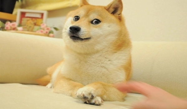 Dla @SCP-Rozi do One-Shota