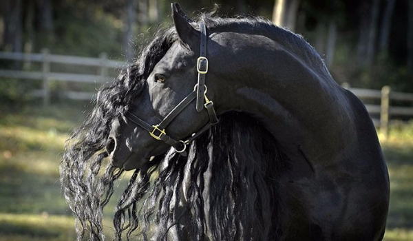 Ile wiesz o tej rasie konia? #3 Koń Fryzyjski