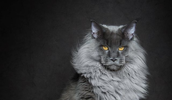 jaką moviestar jesteś