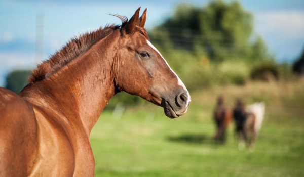 Zgadywanka ras koni.