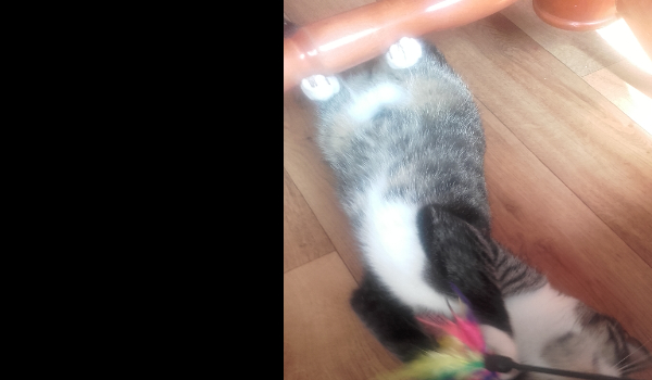 Tajny Agent – Kot 1