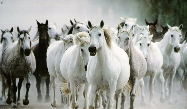 Czy wiesz skąd pochodzą te rasy  koni?
