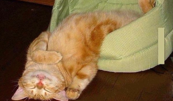 Na konkurs do @Afrezja!