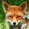 Golden_Fox