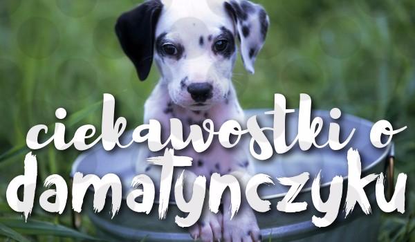 ciekawostki o Dalmatyńczyku