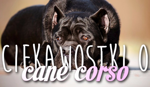 Ciekawostki o Cane Corso
