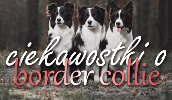 Ciekawostki o Border collie